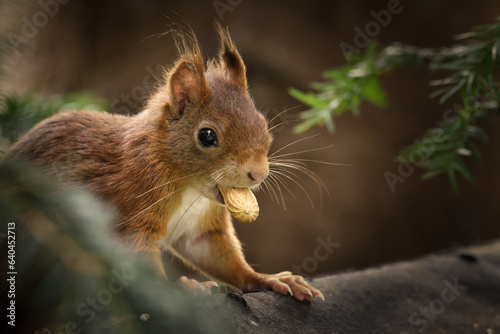 a squirrel with a peanut in its mouth sitting hidden in a tree