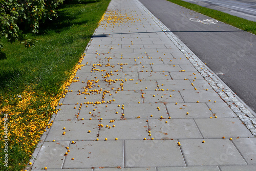 Wild plums mirabelle fell from the tree onto the sidewalk in early summer