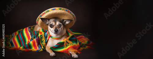 Cute Pet Dog in Mexican Sombrero Hat for Cinco de Mayo Festivities.