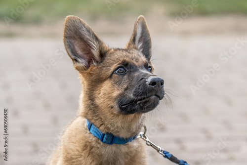 Cute brown German Shepherd dog baby puppy looks closely at the owner