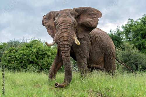 Elephant bull walking in the Kruger National Park in South Africa