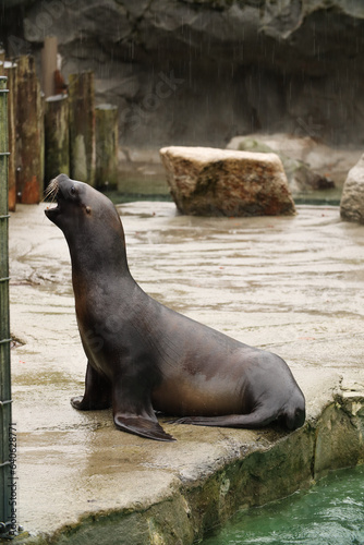Seals and sea lions swim in the water. Swimming pool. Posing for a photo. Wild park. Contact with animals.