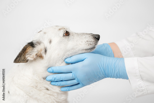Close up profile shot of a cute black and white mongrel dog and the veterinarian. Doctor in blue gloves is holding dog's neck.