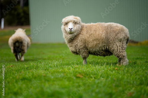 flock of sheep under gum trees in summer on a regenerative agricultural farm in New Zealand. Stud Merino sheep