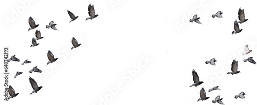 flying birds formation of pigeons many isolated for backgound