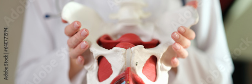 The doctor holds a model of the human pelvis