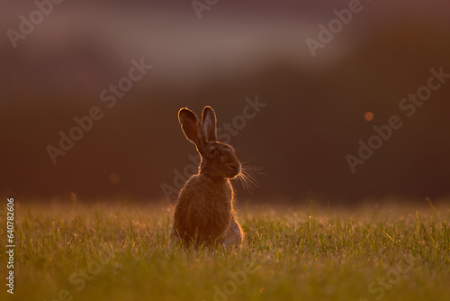 European hare on the meadow. European nature during summer season. Hare during the sunset. 