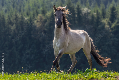 A young konik horse gelding on a pasture in summer outdoors