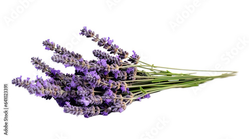 A bunch of lavender isolated on white background