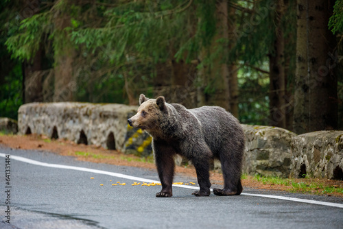 European Brown Bear in the Carpathians of Romania