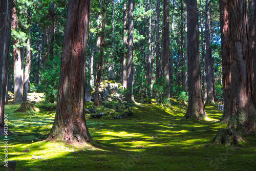 福井 平泉寺白山神社の美しい苔の庭園と夏の木漏れ日