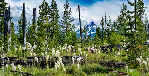 Xerophyllum tenax, common name of bear grass, old time name was "squaw tit", Growing among the dead trees of the B&B complex fires at the santiam summit of the cascade mountains, Oregon,