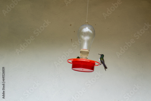 The White-necked Jacobin (Florisuga mellivora), Hummingbird Flying Near a Red Sugar Water Trough
