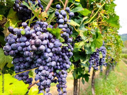 bunch of ripe red wine grapes on a green wine in an Italian vineyard for making merlot or cabernet