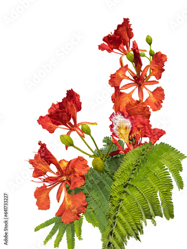 Poinciana regia or Delonix regia and its large inflorescences cut out and isolated. The most common names are: royal poinciana, flamboyant, red acacia, phoenix flower, forest flame or flame tree.