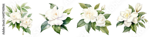 Gardenia Botanical View On A Clean White Background Soft Watercolour Transparent Background