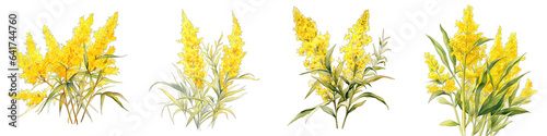 Goldenrod Botanical View On A Clean White Background Soft Watercolour Transparent Background