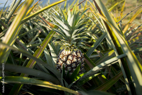 Organic pineapple plantations in the mountains in the Mae Taeng area of ​​northern Chiang Mai, Thailand.