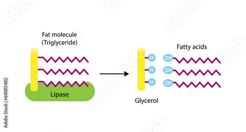 Lipid Digestion. Fat Molecule, triglyceride, Lipase enzyme catalyzes the hydrolysis of fats to Fatty Acids And Glycerol. Colorful scientific diagram. Vector Illustration.