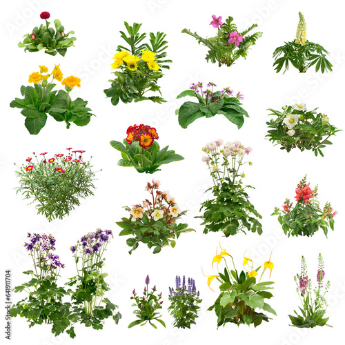 Set of flowers isolated on transparent background. Cutout plants for garden design or landscaping. High quality clipping mask for professionnal composition. Flower bed.