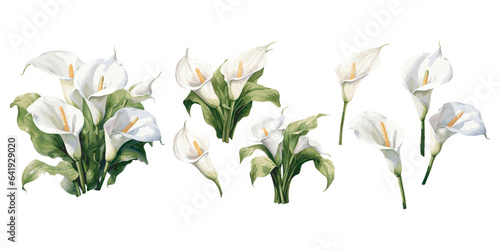 watercolor calla lily clipart for graphic resources