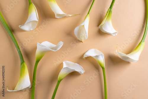 White kalia flowers and copy space on orange background