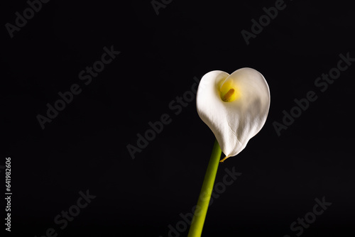 White kalia flower and copy space on black background