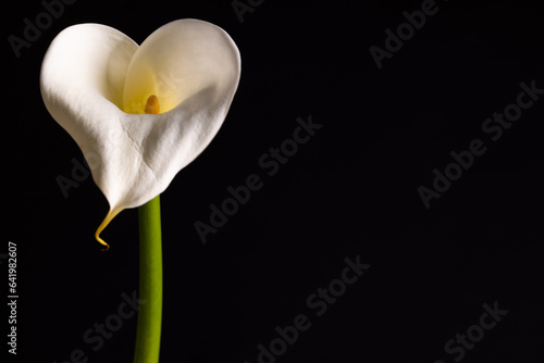 White kalia flower and copy space on black background