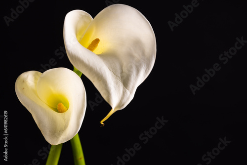 White kalia flowers and copy space on black background