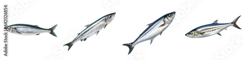 Fresh mackerel isolated in transparent background