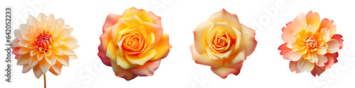 Yellow to orange gradient of color in petals fully opened ose isolated on a transparent background