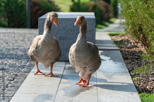 Two gray geese are walking along the road in park. Greylag goose is species of large in the waterfowl family anatidae. Domestic birds anser anser go pathway together. Life poultry.