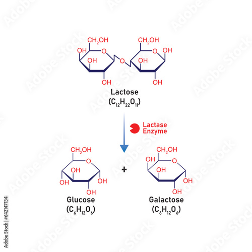 Lactose Molecule Digestion by Lactase Enzyme Concept Design. Vector Illustration.