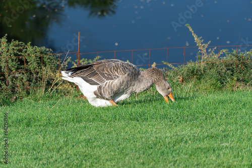 Gray goose pinching the grass near lake in park. Greylag geese is species of large in the waterfowl family anatidae. Domestic bird anser anser pluck and eating among green lawn. Life poultry on pond.