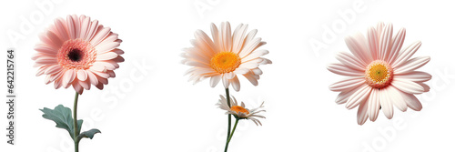 Gerbera flower on a transparent background