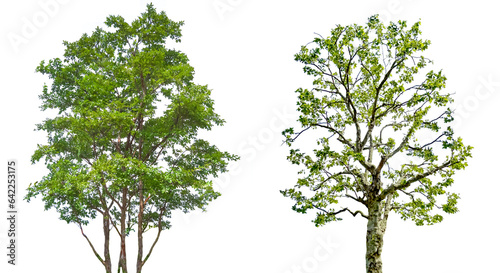 木の切抜き2種類（背景透過）