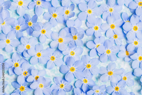 Floral background with forget-me-not flower blossoms, background with small natural blue flower blossoms, botany concept background, top view
