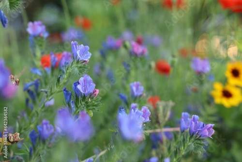 Beautiful blue wild flowers growing in field, closeup