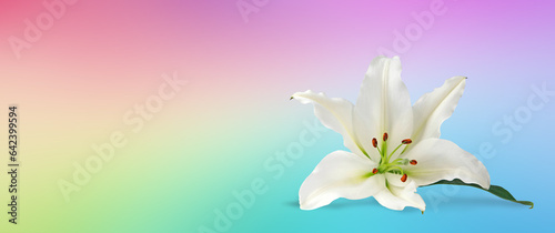 Rainbow Celebrate Life Funeral Wake Order of Service Lily Background Template - white lili head in bottom right corner against a wide graduated multicoloured background with copy space for text 