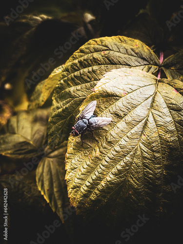 spider on the leaf