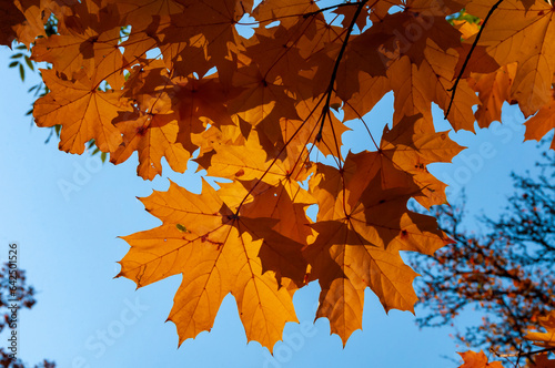 Autumn, yellow maple leaves on a tree, leaf fall in Sophia park, Uman, Ukraine