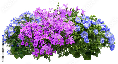 Campanula. Cut out blue and pink flowers. Flowerbed isolated on transparent background. Bush for garden design or landscaping