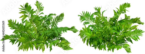  Green plant. Cut out fern foliage. Bush in summer isolated on transparent background. Leaves of green hedge plant