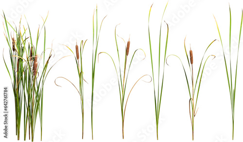 Cattail and reed plant isolated on transparent background 