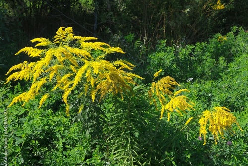 Bush with yellow flowers of Solidago virgaurea (European goldenrod or woundwort). It is a medicinal and decorative plant.