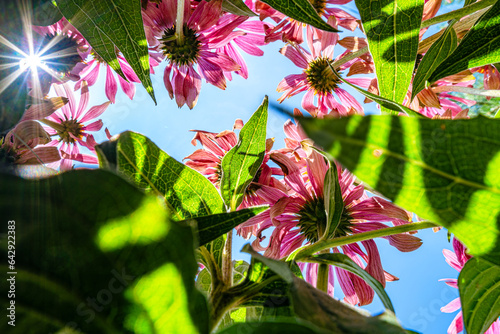 letnie kwiaty w słoneczny dzień widoczne od dołu z perspektywy owada