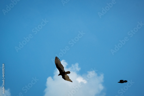 An osprey being chased away by another great-tailed grackle