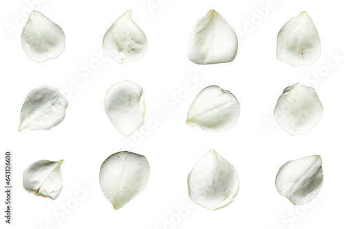 Set of 12 white rose petals on a white background or transparent