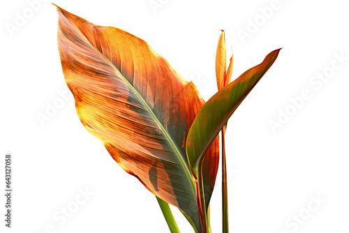 Green and yellow Canna Indica leaf isolated on transparent background - High quality PNG of tropical plant