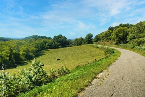 Under a mostly blue Summer sky, cows graze on a hillside field of yellow and green along a wooded rural backroad near Arcadia, WI.